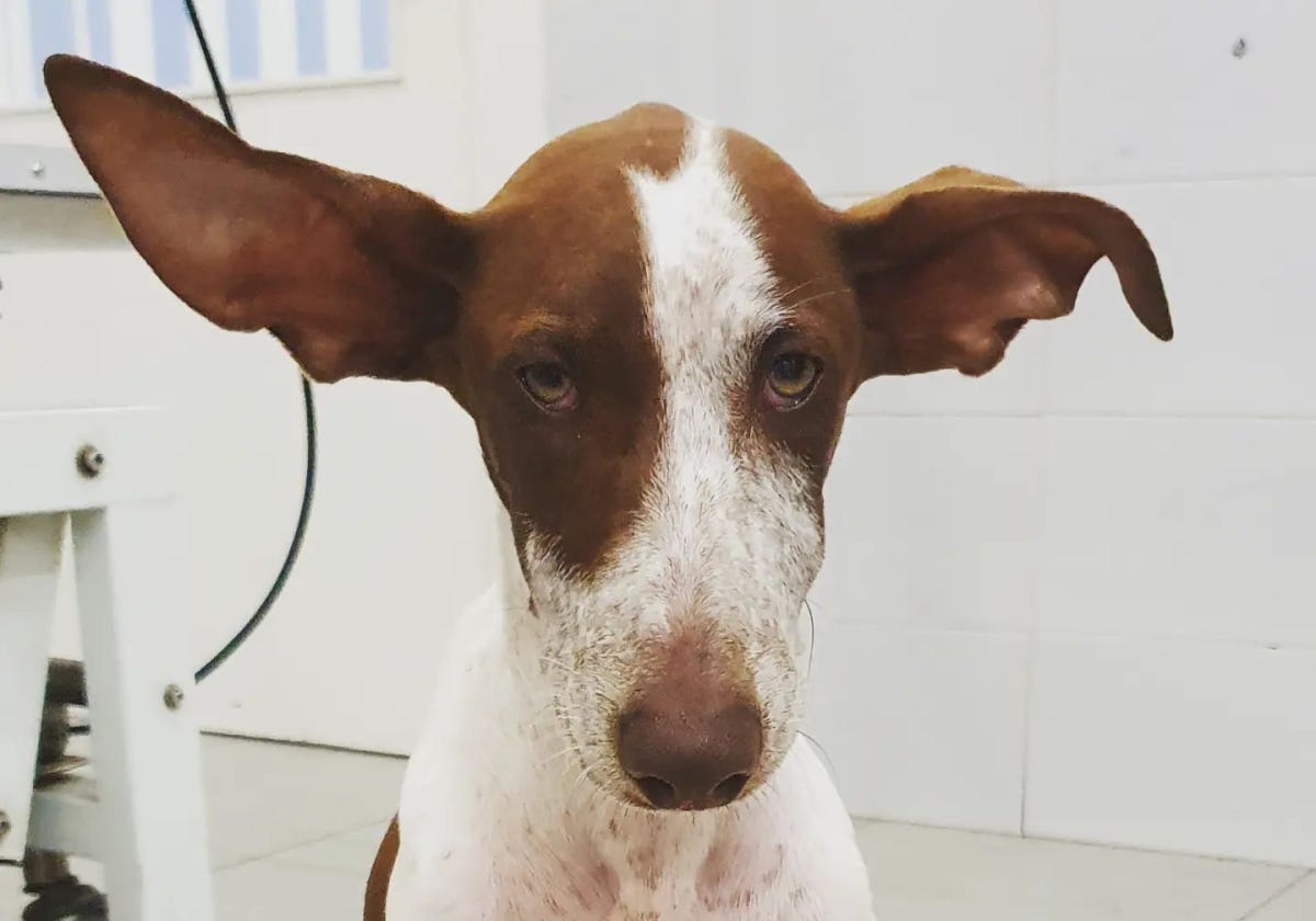 Peluqueria Canina Bupy