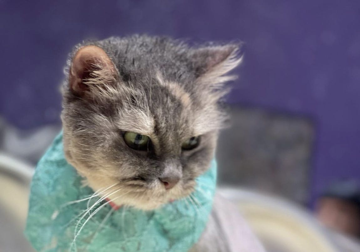 Peluqueria Canina Caesars Palace