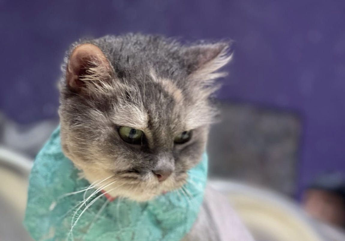 Peluqueria Canina Caesars Palace