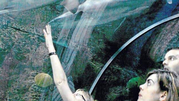 Zoológicos en el limbo legal