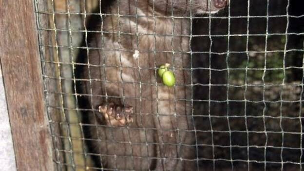 Las heces de civeta aromatizan el "Kopi Luwak", el café más caro del mundo