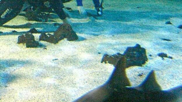 Denuncian ante el juez la hipoteca que afecta al acuario de Costa Teguise