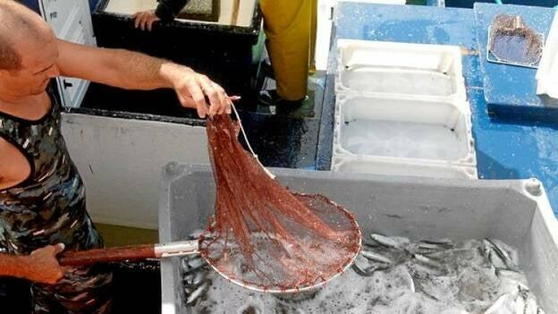 Pescados con DNI electrónico