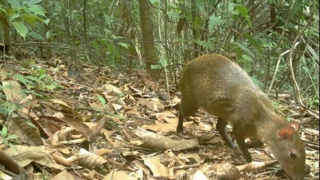 La reducción de animales grandes y medianos empeora el resto del ecosistema