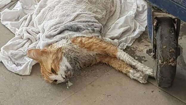 Envenenamiento masivo de gatos en Mogán