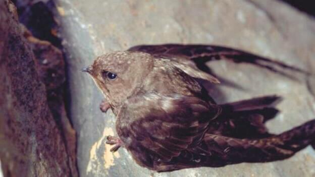 Unas 50 especies de aves, afectadas en el incendio