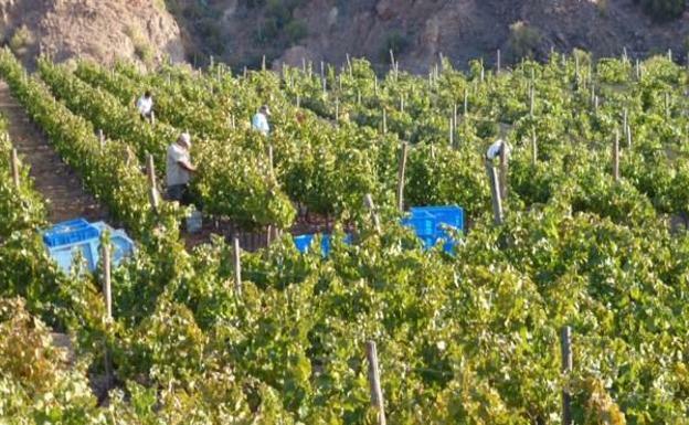 Casi 40 vinos de la DOP Gran Canaria están a la venta en tiendas de Internet