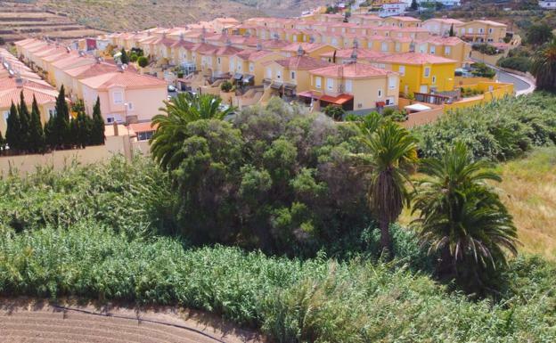 El acebuche monumental de San Lorenzo, testigo de los últimos dos siglos en las medianías bajas