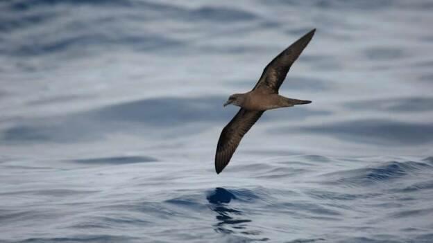 Un estudio alerta de amenazas a aves marinas por parte de depredadores introducidos como gatos y ratas