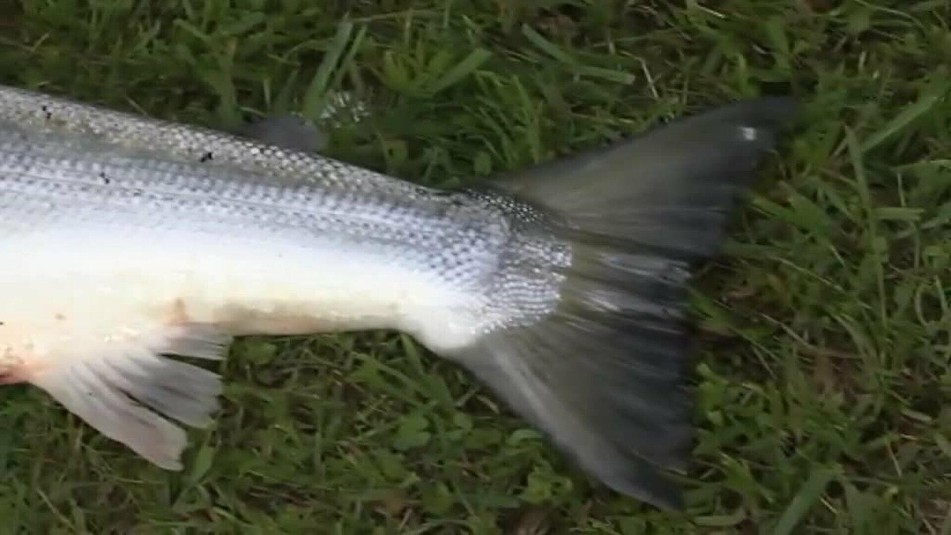 El campanu de Asturias 2022 se pesca en el río Narcea y pesa 6,7 kilos