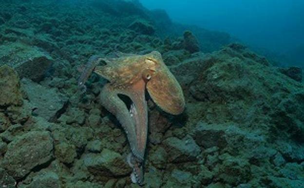 Mucha vida en los arrecifes creados por el volcán de Cumbre Vieja