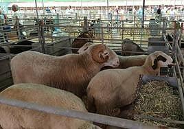 El escaparate del ganado más selecto de Gran Canaria