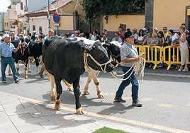 El mejor ganado de la isla se da cita en Valsequillo