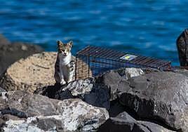 Los veterinarios aguardan a que se cubran las lagunas de la nueva ley de Bienestar Animal