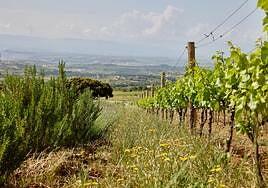 Las técnicas «de nuestros abuelos» para evitar plagas en el campo