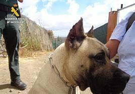 Investigada una veterinaria por cortarle las orejas a tres cachorros de presas canarios