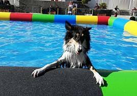 Animundo arranca este fin de semana en Infecar