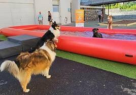 El amor por los animales desborda Animundo