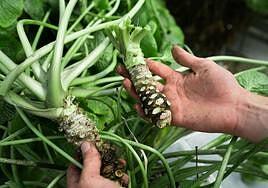 Amaki celebra el Wasabi Day by Javier Vega & Blanca Martínez