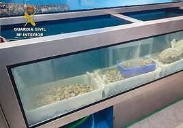 Hallan irregularidades en el comercio de marisco y pescado del Mercado Central de Las Palmas de Gran Canaria