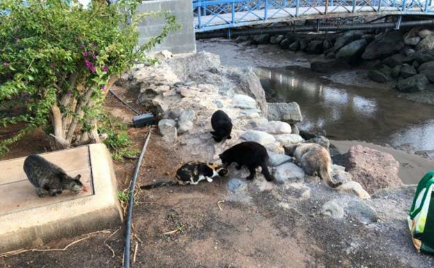 El reto de identificar y castrar una legión de gatos callejeros: solo en Gran Canaria hay 10.000 censados