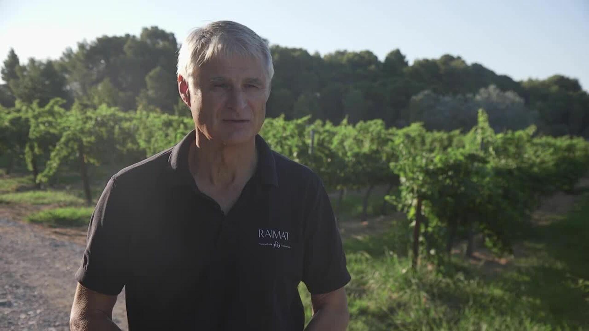 Raimat inicia la vendimia con buenas previsiones pese a la sequía