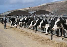 El Gran Hermano de las vacas está en La Aldea