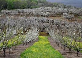 Las consecuencias de una primavera en enero: menos cultivos y menos insectos