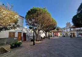 Los ficus de San Mateo pasan revisión médica para conocer su estado de salud