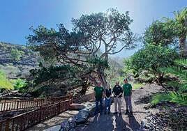 La sabina más antigua y alta de Canarias brilla en Tirma