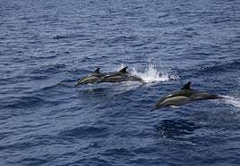 Loro Parque acogerá el Simposio Anual de la Asociación Europea de Mamíferos Acuáticos