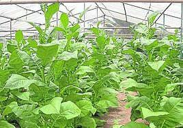 El sector del tabaco lidera por primera vez las exportaciones canarias