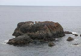 El charrán se construye una casa en La Isleta