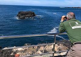 Los dos primeros charranes habitan ya la nueva casa de La Isleta