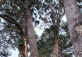 Estragos de la DANA: dos pinos centenarios sufren la marca de los rayos en Teror