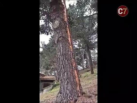 Los rayos dejan huella en dos pinos centenarios en Teror