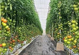 El gazpacho Don Simón y el Hacendado saben también a tomates de La Aldea