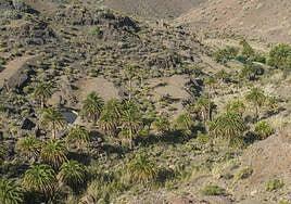 Life Phoenix detecta diocalandra frumenti en las palmeras de Guguy