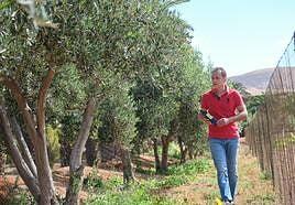 «Se me fue un poco la mano, planté 400 olivos»