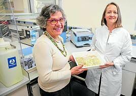 Las semillas que cuentan la Canarias de ayer y la de mañana