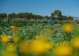 Flores centinelas para salvar las sandías