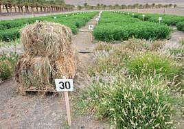 Estas forrajeras son plantas canarias