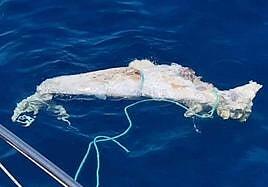 Un delfín mular descompuesto flota en las aguas del sur grancanario