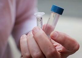 Detectan dos nuevas larvas del mosquito Aedes aegypti en el Muelle de Santa Catalina