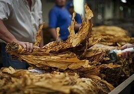 La industria tabaquera denuncia que eliminar las marcas del tabaco fomenta el mercado ilícito