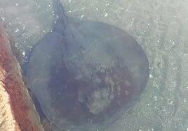 Rescatan un chucho negro de 100 kilos en un piscina natural de La Laja