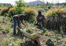 La finca canaria en la que migrantes africanos labran su deseo de salir de la exclusión social