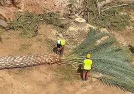 Denuncian un arboricidio tras la tala de cuatro palmeras en un complejo del sur