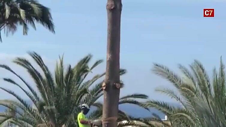 Denuncian la tala de cuatro palmeras y dos araucarias en un complejo de Playa del Inglés