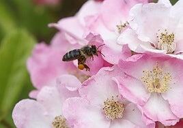 Día Mundial de las Abejas